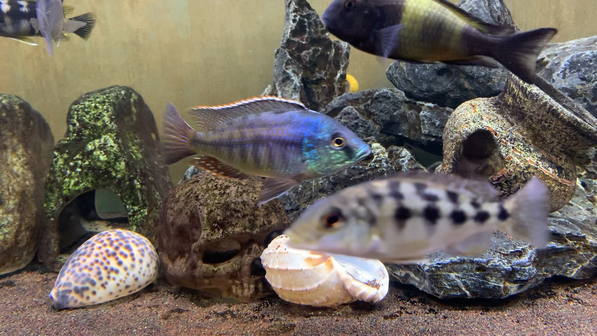 三湖慈鲷埃及红鹰