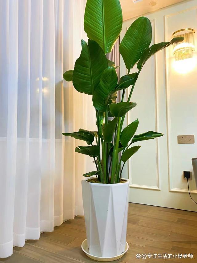 天堂鸟植物,又称为鹤望兰,是一种充满神秘与魅力的植物.