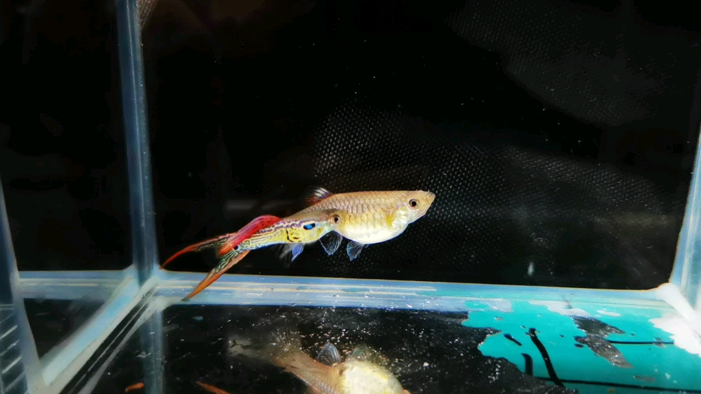 孔雀鱼极品红蕾丝双剑