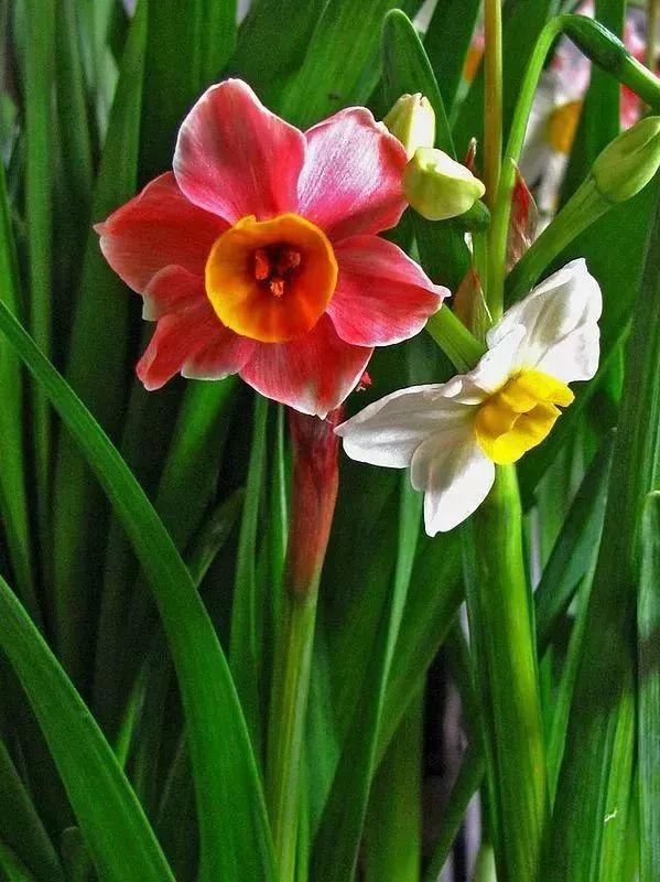 还是含苞欲放 相知相依,静静开放 恩恩爱爱常相伴 最美的夫妻花送给你