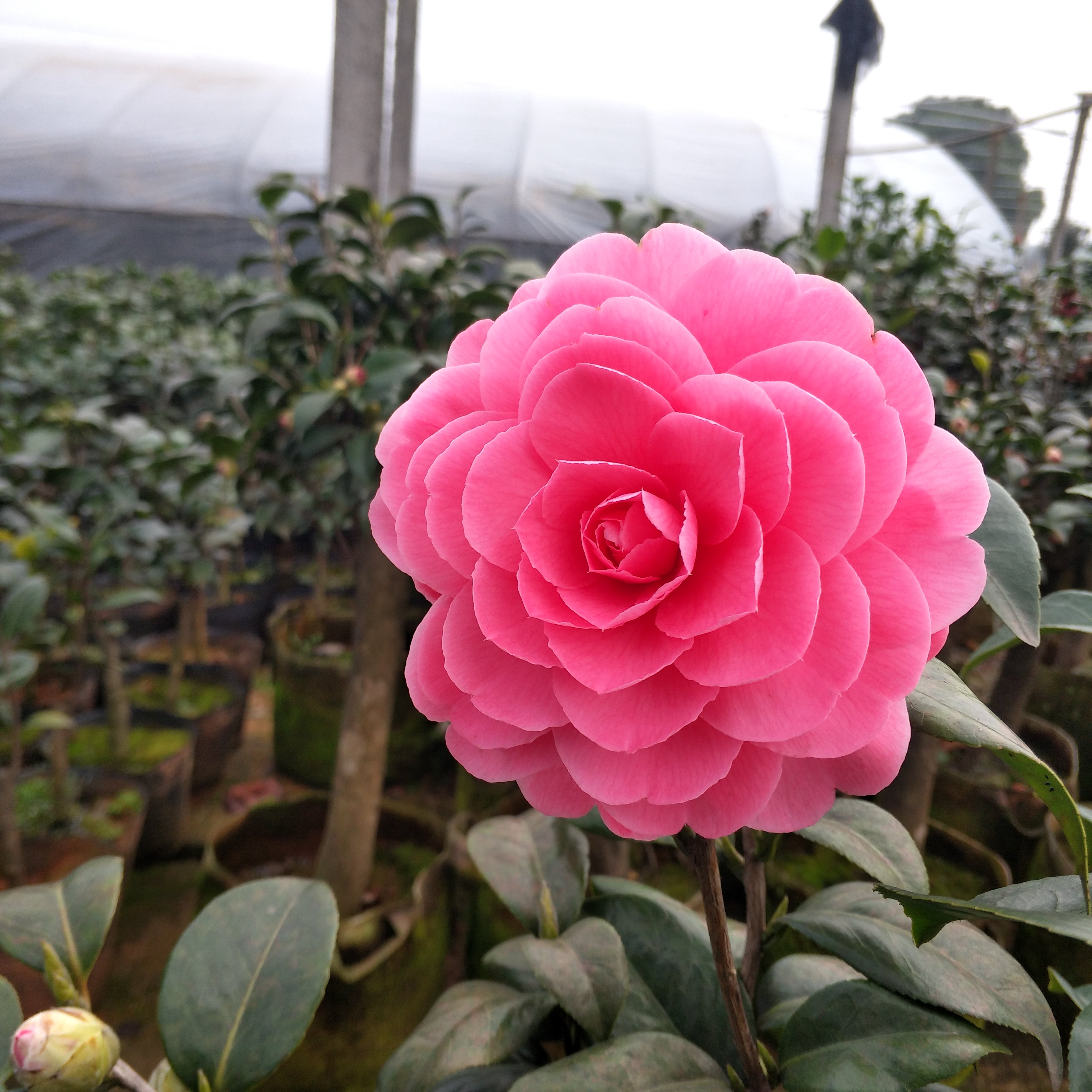 乔伊茶花盆栽一树多色肯德德力克开花绿植花卉花卉