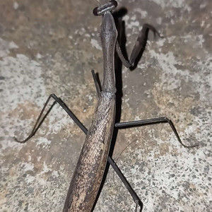 包邮螳螂活物成虫 活体中华大刀广腹广斧薄翅棕 静螳螂