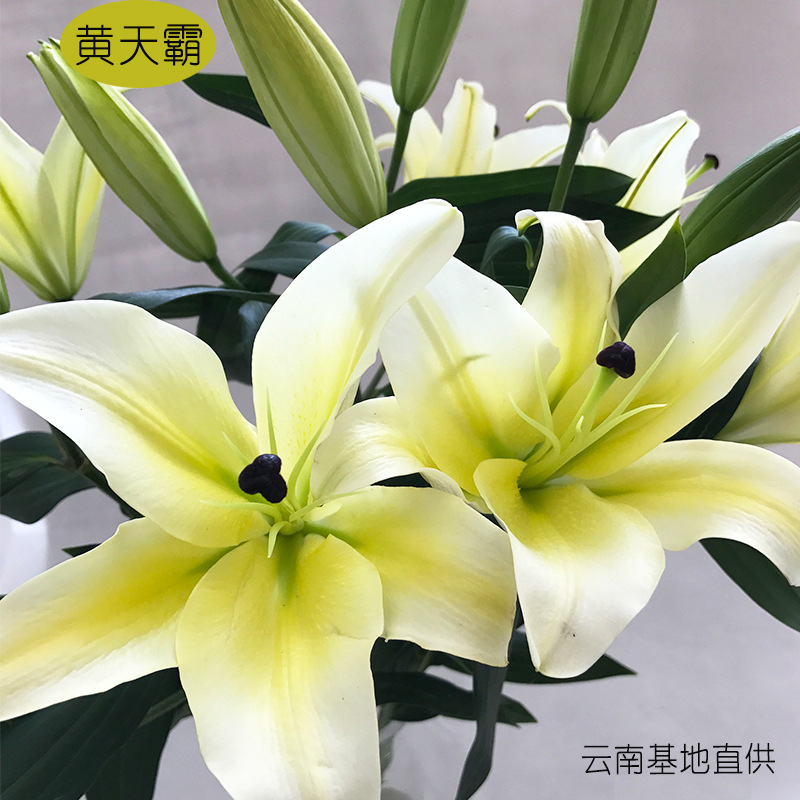 百合黄天霸荣誉富贵百合王者黄天霸鲜切花节庆花店花束专供