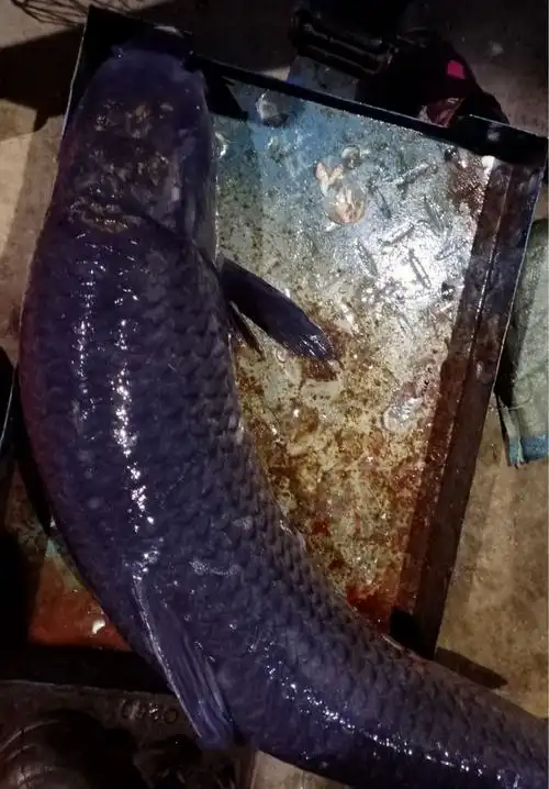 【铭心旗舰店】农家新鲜打捞螺丝混鱼 青混鱼黑混子鲜味美 活体现杀