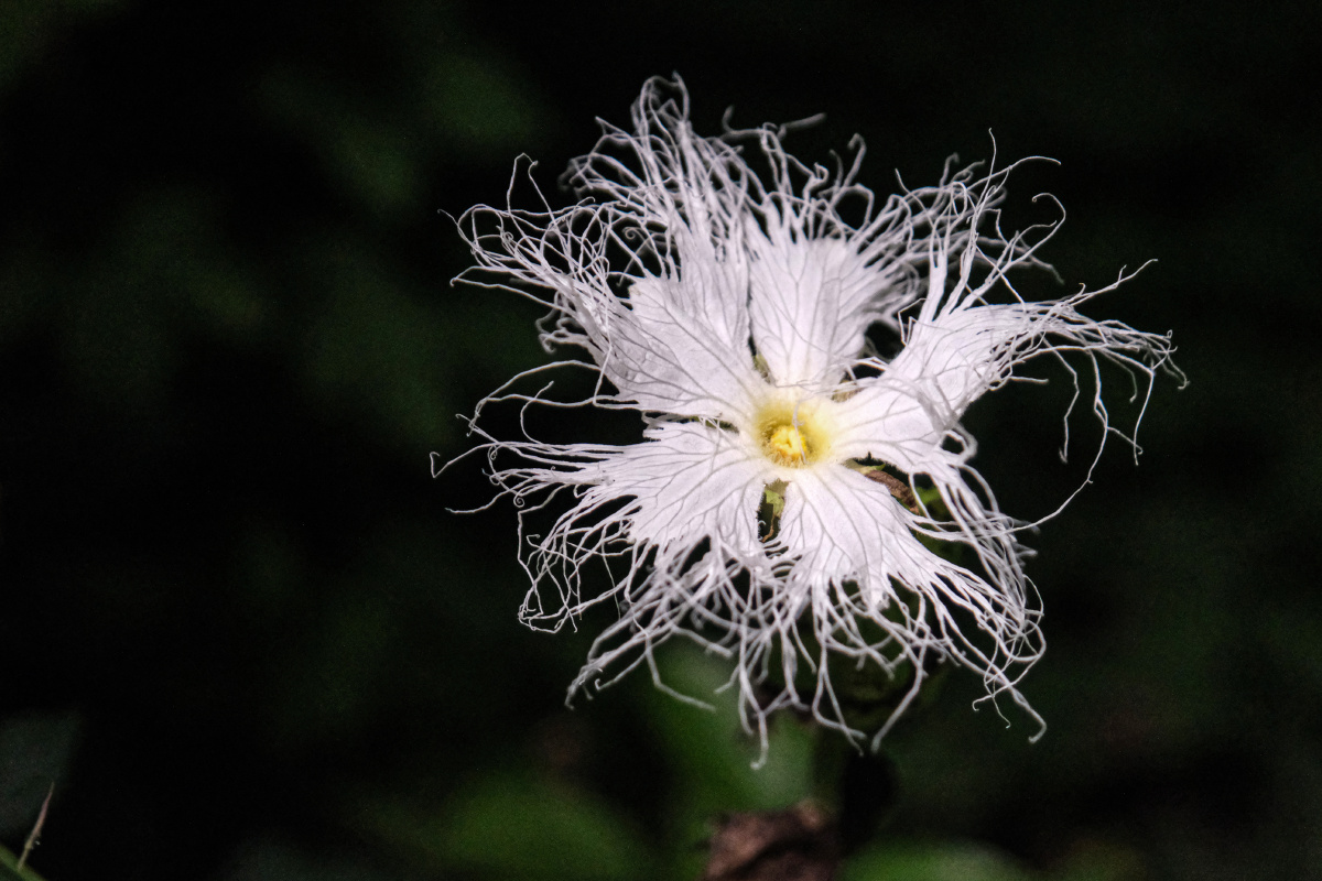 栝楼也叫吊瓜子花