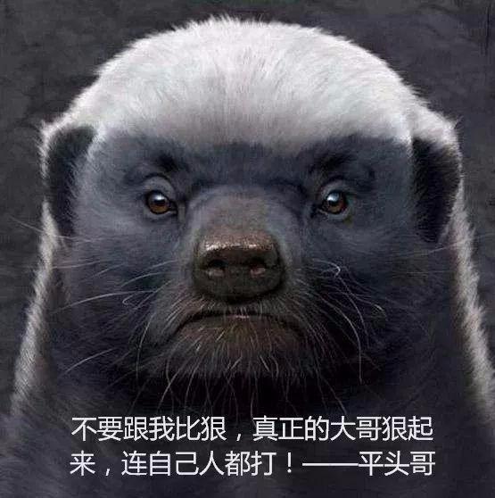 平头哥蜜獾到底有多强平头哥为什么会火
