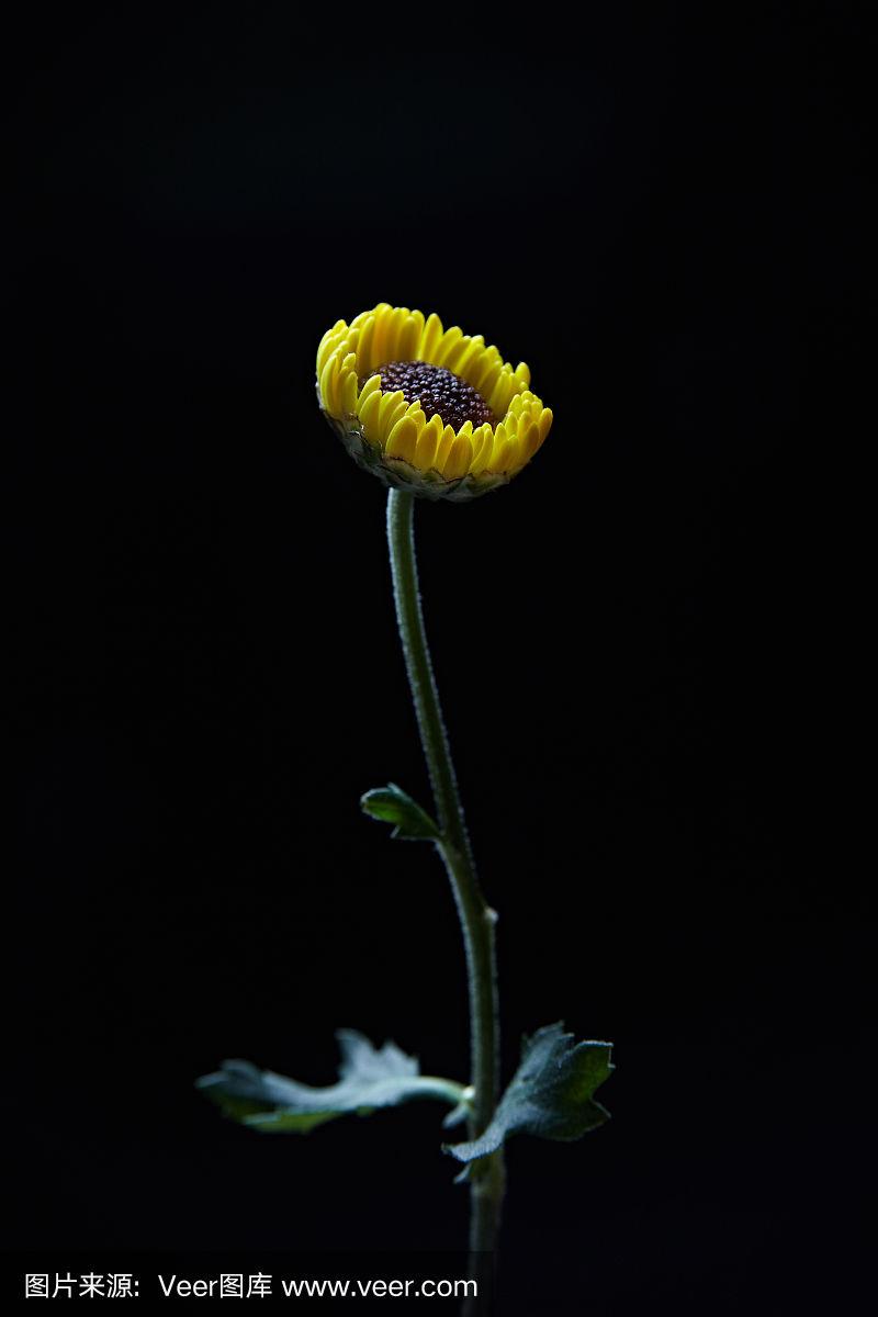 黑色背景上的向日葵