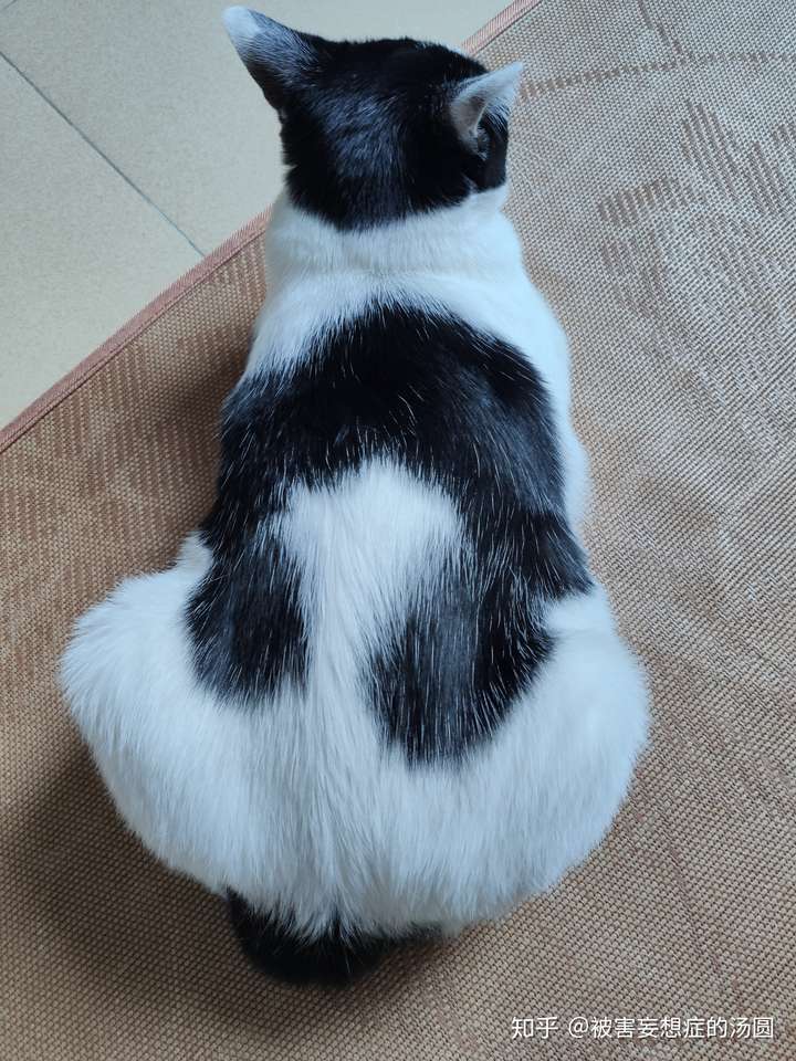 为什么猫咪黑毛里长出白毛?