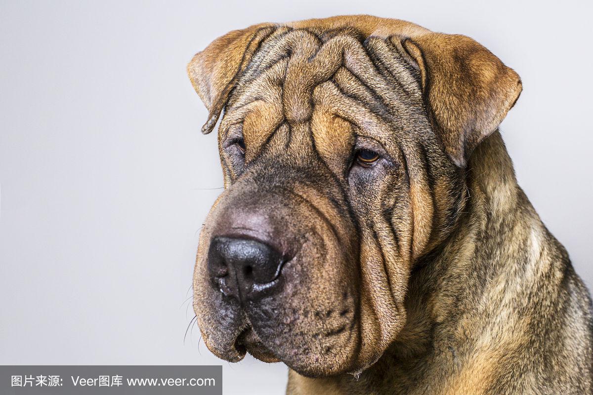 红色皱纹沙皮狗的肖像