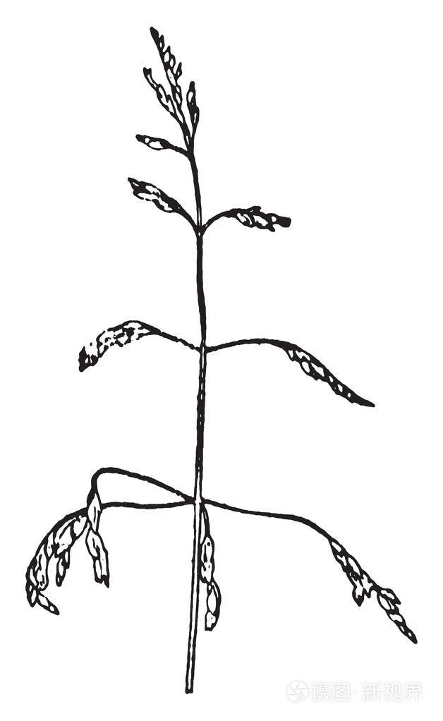 插画-正版商用图片13axgm
