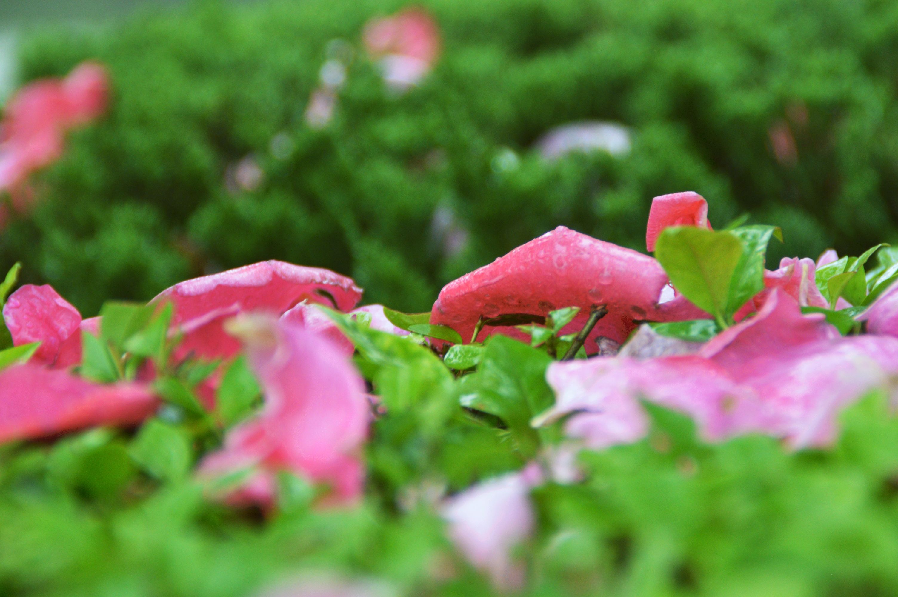 一场雨一场落花的心事『首发』
