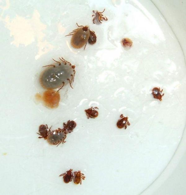 狗弓形体病_鸡败血霉形体病_狗弓弓腰是怎么回事