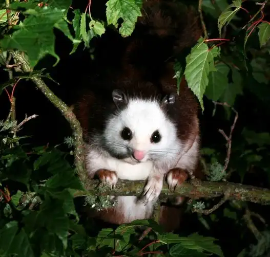 【动物世界】滑翔高手--白面鼯鼠