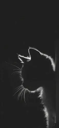 屯的黑色系壁纸(持续更新)