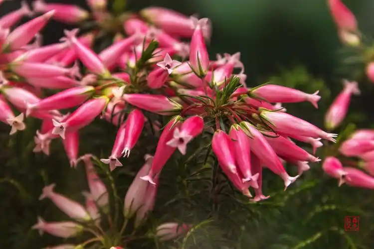 壁纸背景 奇异的密叶欧石楠 植物 花卉 摄影 调色