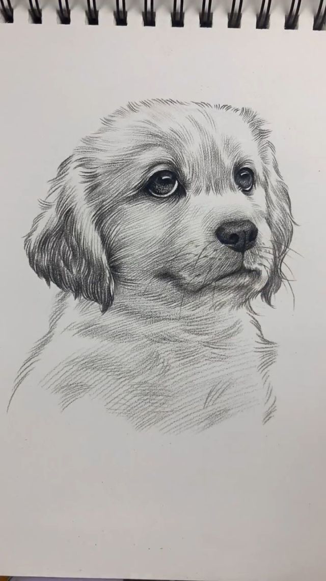 教你们画小狗狗