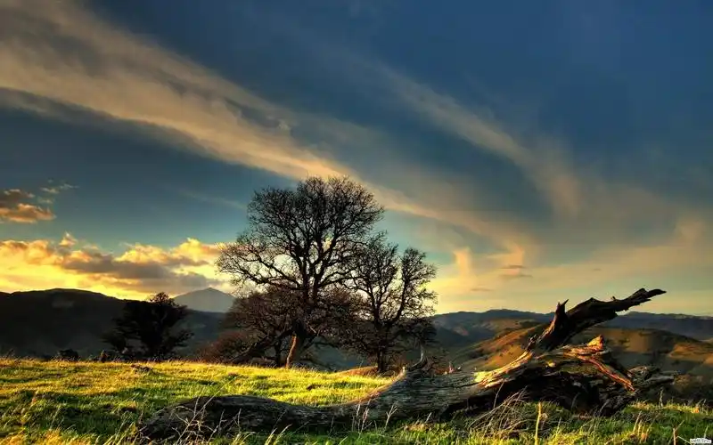 自然风景植物树木landscapenaturetrees壁纸图片