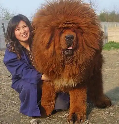世界上最大的藏獒如今很难再见到了吧