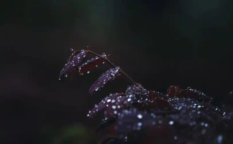 清明时节雨纷纷路上行人欲断魂欲断魂