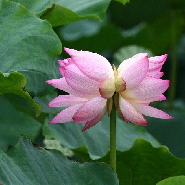 【藏在莲花里的爱情 | "愿生生,总开一处"】-古人总爱以双双对对的物