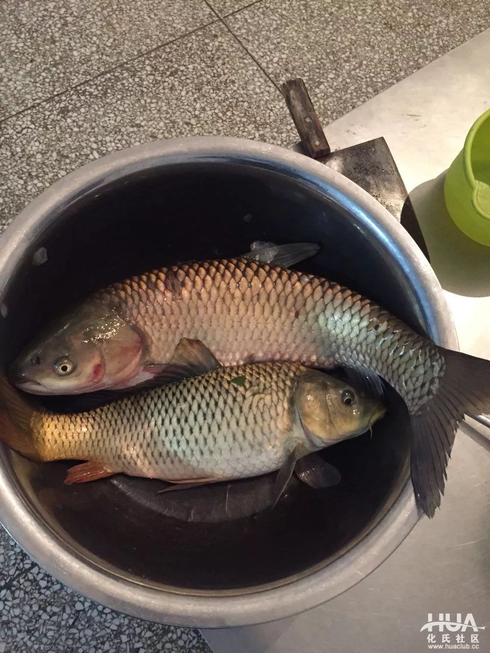 突然兴起水库作钓三色巨物钓获6斤草鱼