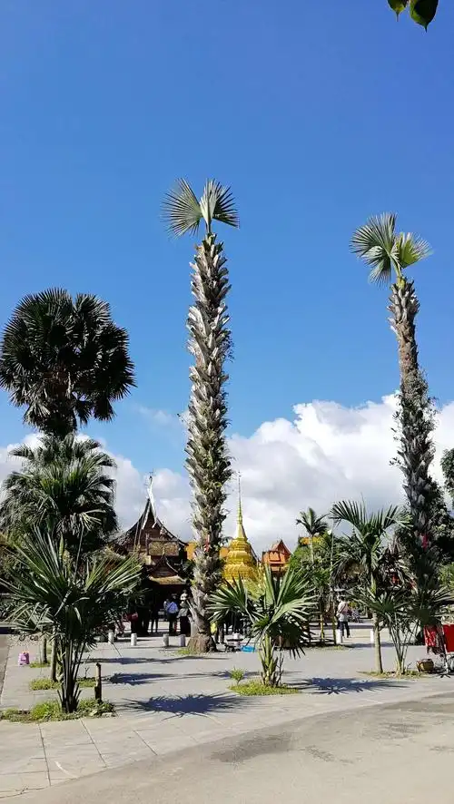 美丽的西双版纳(风景照)