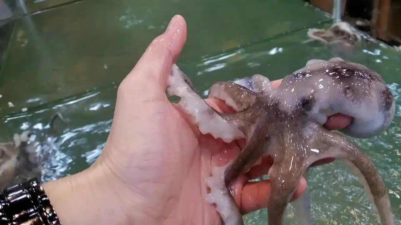 活章鱼【相关词_韩国美食活章鱼】