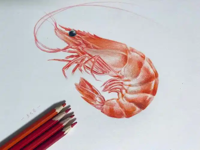彩铅画虾