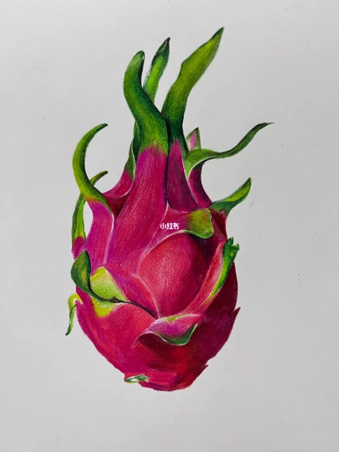 彩铅临摹火龙果