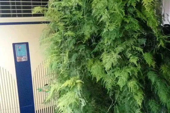 文竹一勺糖,叶子油汪汪,爬的满墙都是!