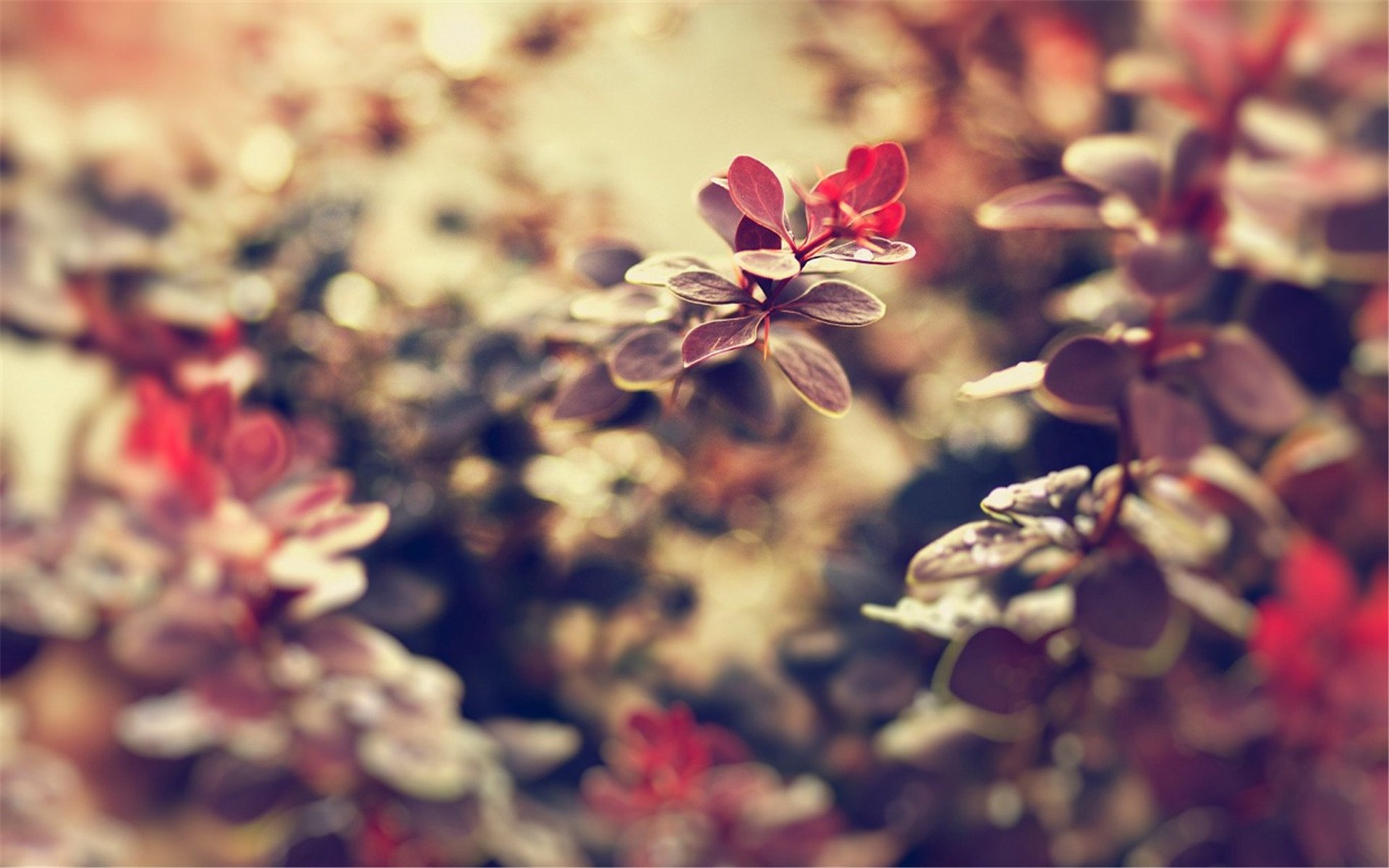 精选非主流治愈系静物风景唯美图片桌面壁纸图片高清下载