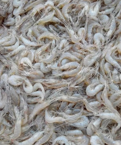 大量供应白虾 连云港小白虾