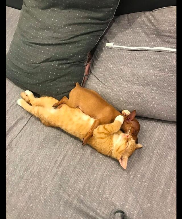猫咪和狗狗躺在沙发上,相互拥抱着对方睡着,画面也太暖了吧!