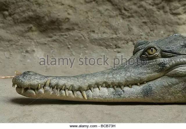 【附录一·非洲长吻鳄】杀肉吃的非洲第二大鳄鱼