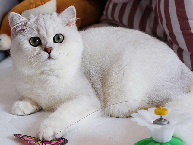 银渐层是英短中一种,很多人都会因为它的长相选择养一只,但养猫前最好