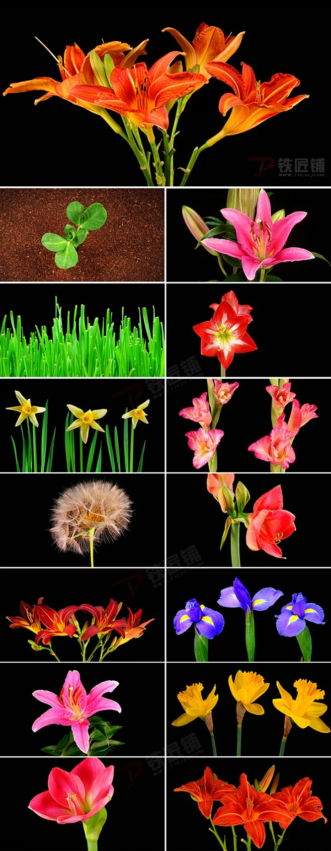 10几种花开过程高清实拍视频素材