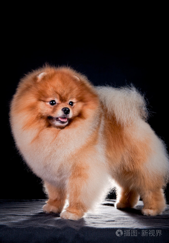 德国的斯皮茨狗繁殖博美犬