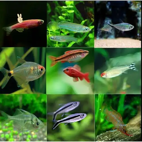 诚森群游草缸小鱼活鱼活体热带观赏鱼小型混养宝莲灯鱼