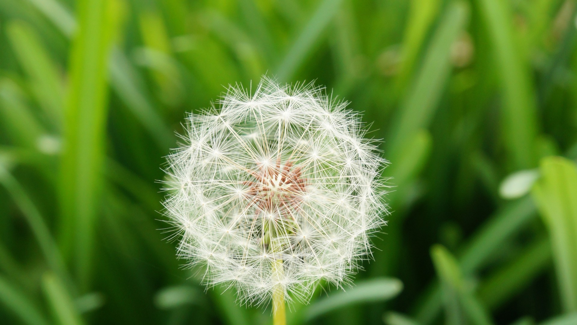 轻柔蒲公英夏日护眼高清桌面壁纸