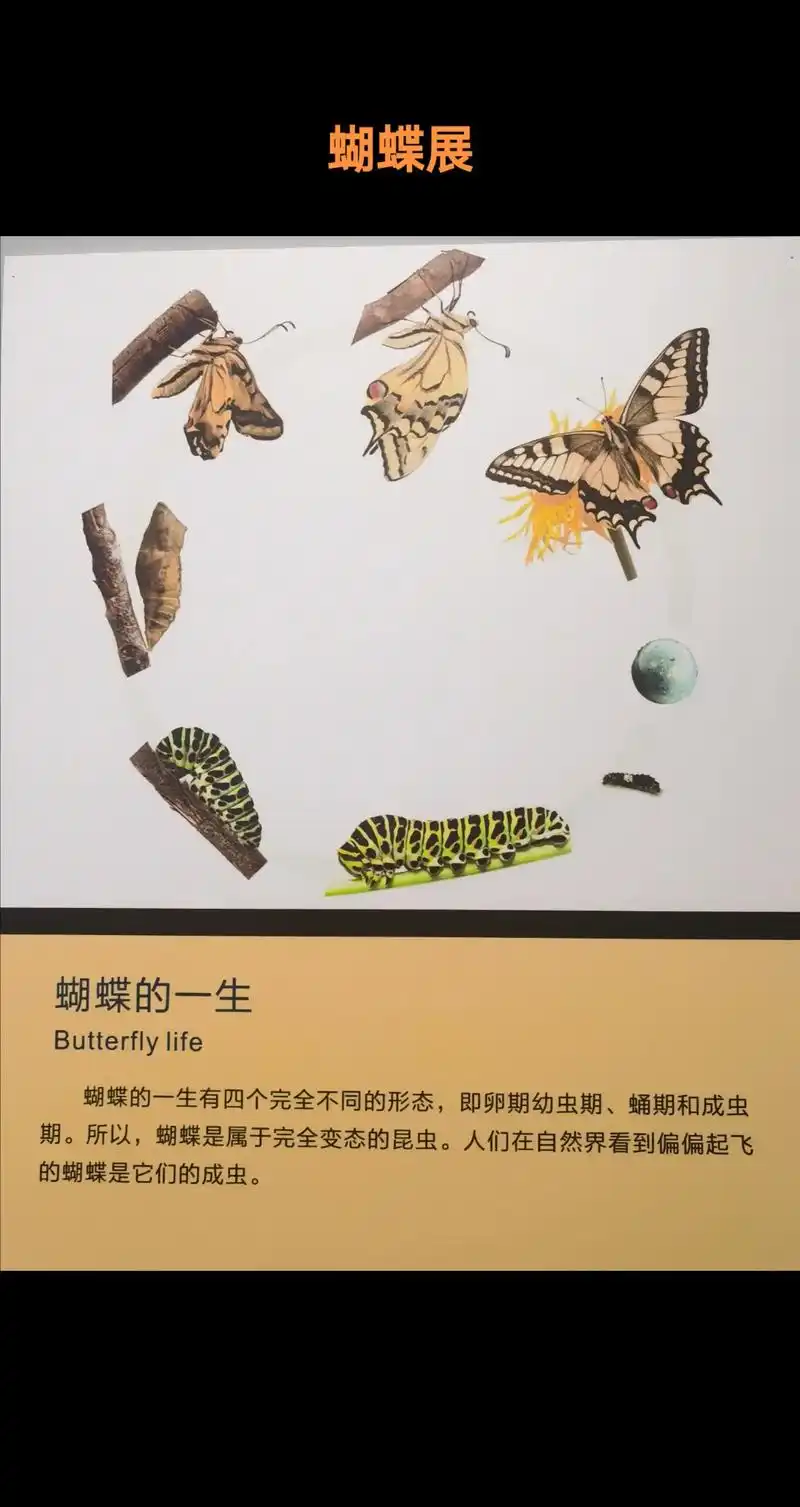 蝴蝶飞呀#蝴蝶03 #昆虫标本 #奇妙的动物 #我第一看见这 - 抖音