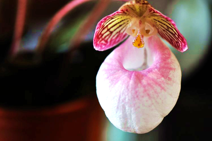 虎斑兜兰的栽培技术以及作用用途