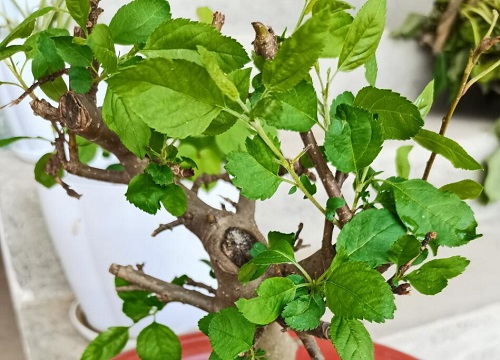 海棠不开花是什么原因