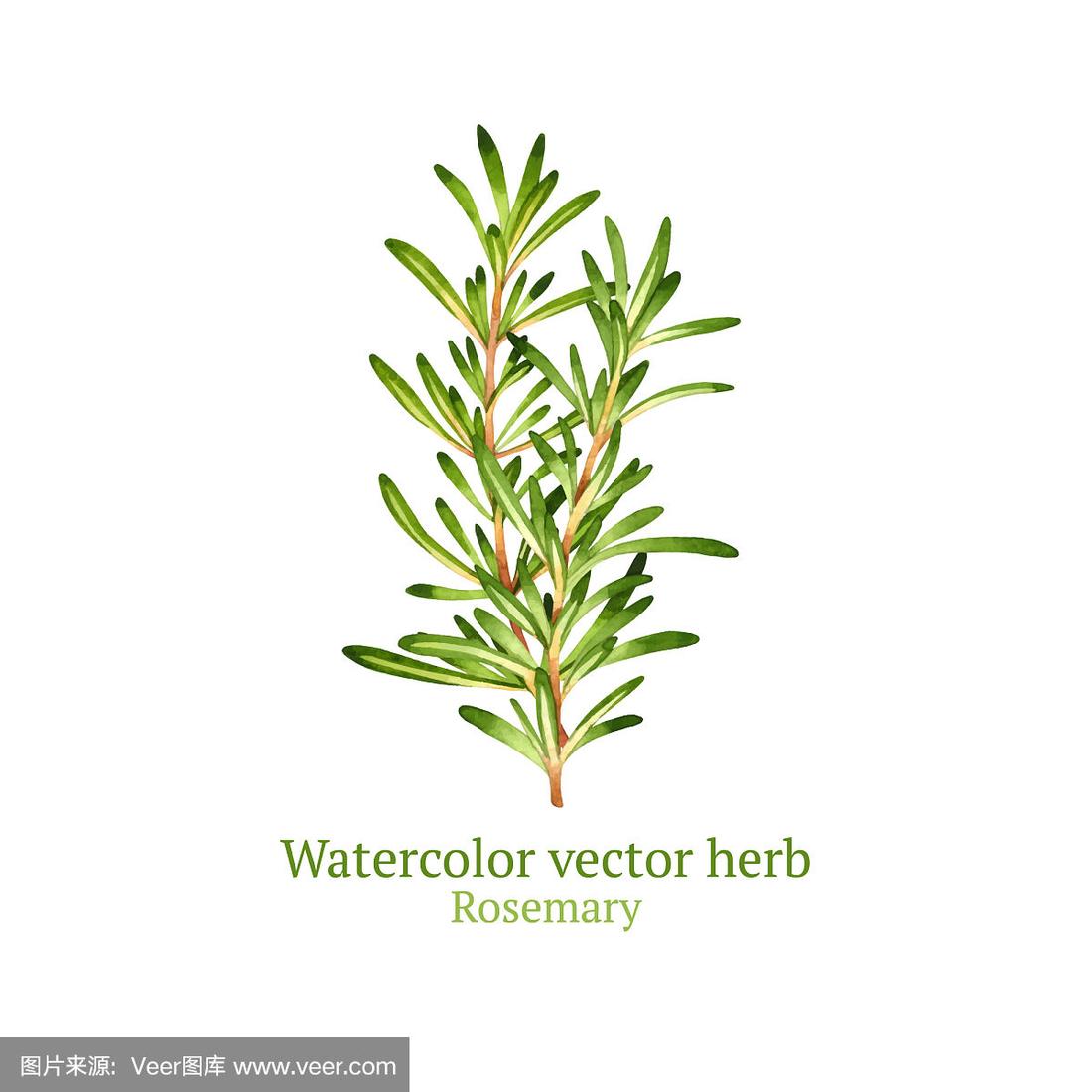 迷迭香,绘画插图,艺术,素食,无人