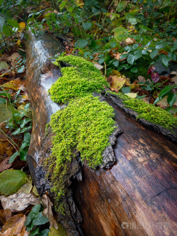 潮湿的树干部分覆盖着苔藓