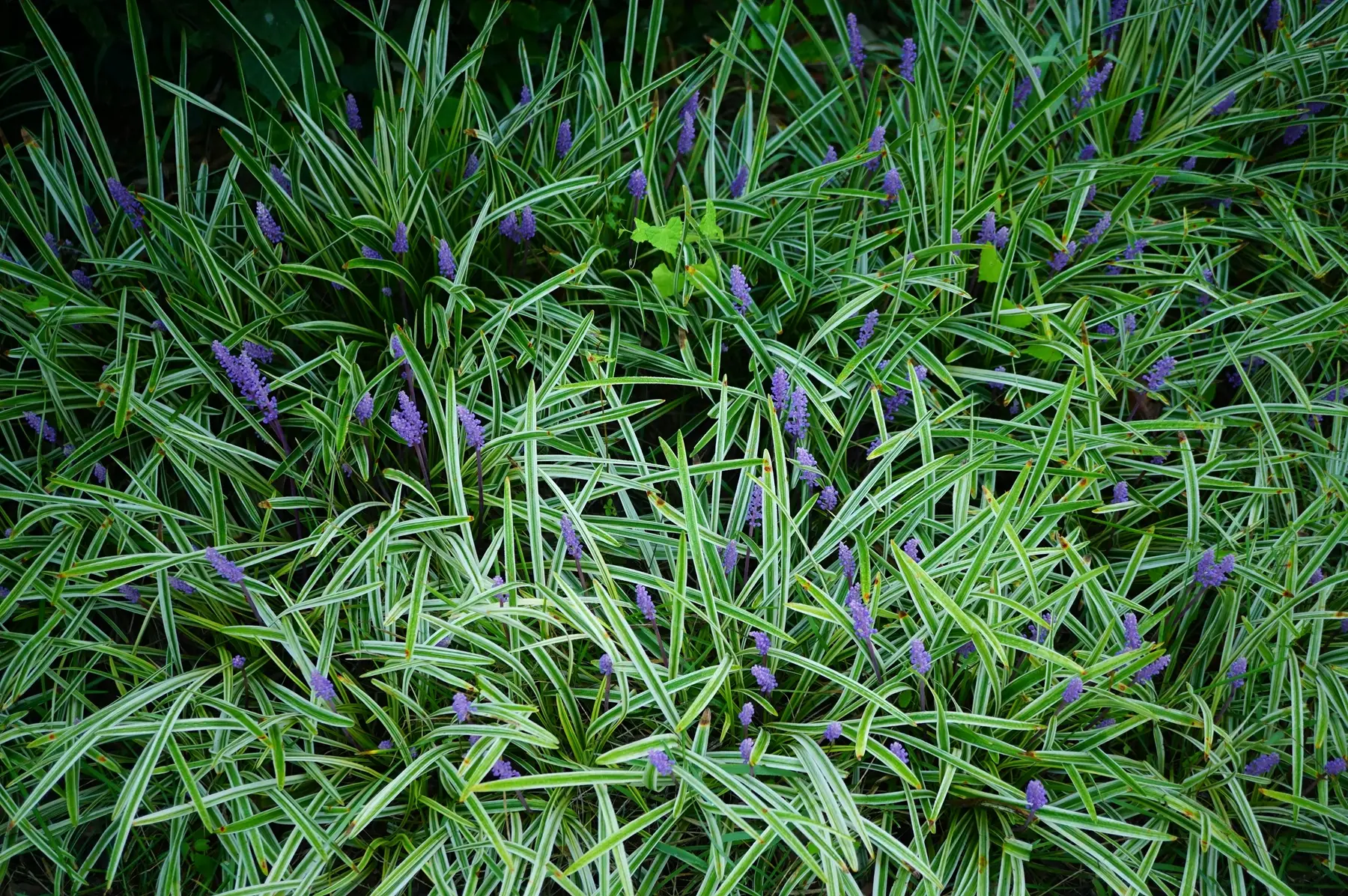 我见到的山东本土植物和园林栽培植物(306-1)金边阔叶山麦冬