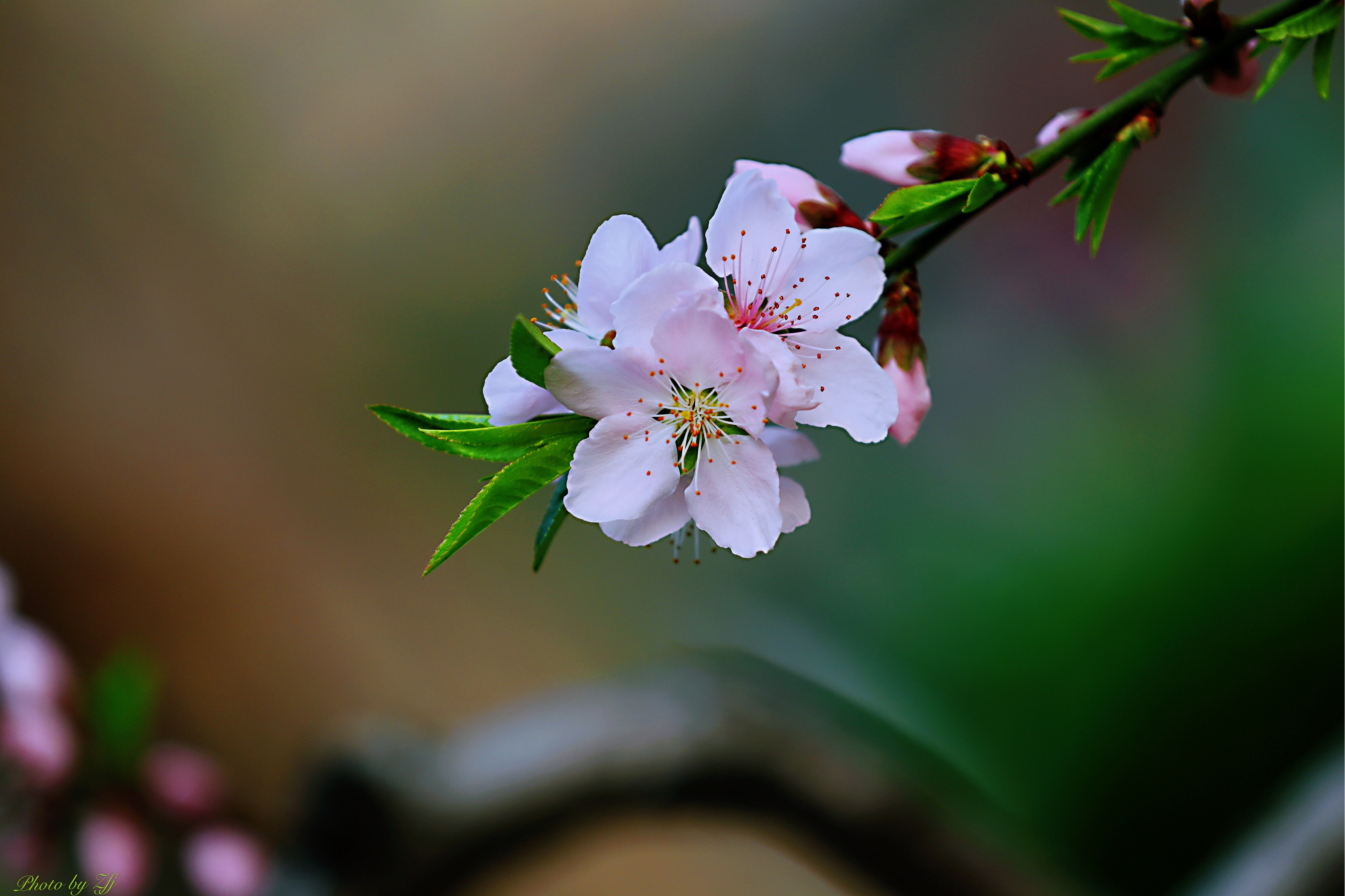 三月桃花朵朵开