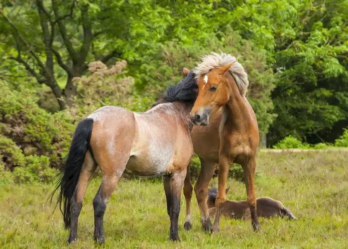 家畜,马,动物成群结队的马图片 家畜,马