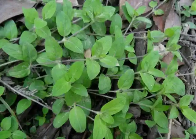 山路边常见的草药,俗称"过路蜈蚣",咽喉肿痛用来煎水一喝就好