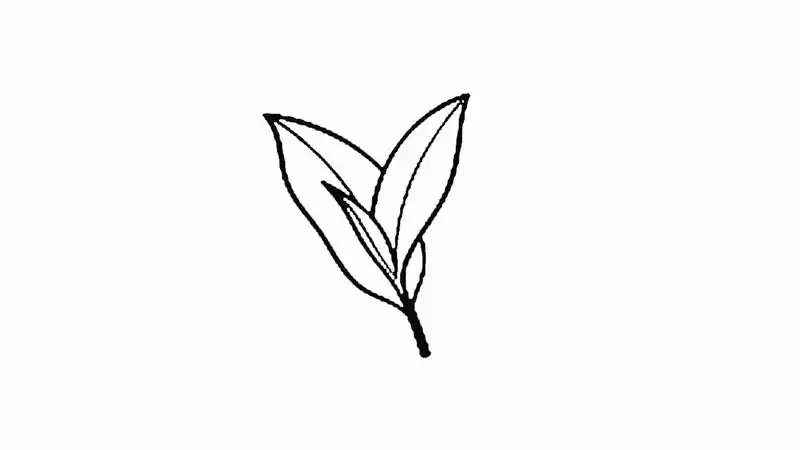 茶叶简笔画怎么画