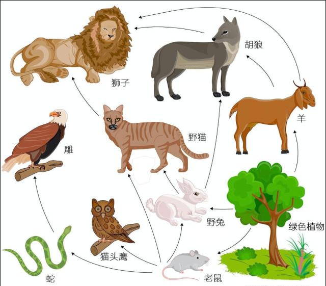 不只是人类,骆驼也会"感情用事"?哪些动物该小心了?
